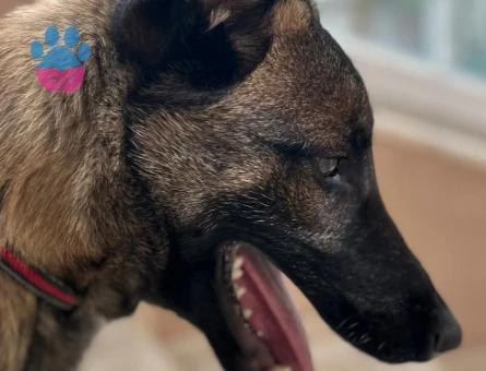 Melinois Belçika kurt 7 Aylık Yuva Arıyor