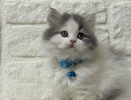Nadir Bulunan British Longhair Bicolor Erkek