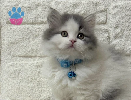 Nadir Bulunan British Longhair Bicolor Erkek