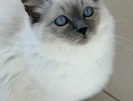 Dişi Ragdoll
