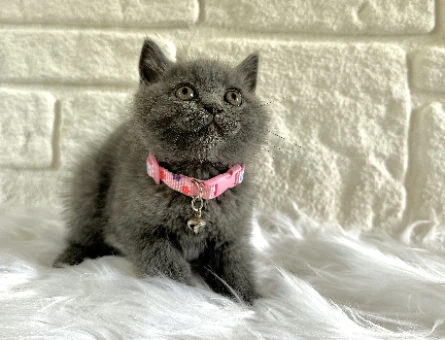 British Shorthair Gri Dişi 2 Aylık Topaç Kafa