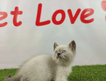 British Shorthair 2 Aylık Safkan Dişi