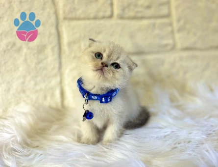 Scottish Fold Bluepoint Erkek 2 Aylık Maviş Gözlü