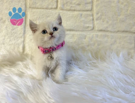 British Shorthair Point Güzellik Abidesi