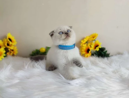 Mükemmel Scottish Fold Blue Point Yavru Kedi