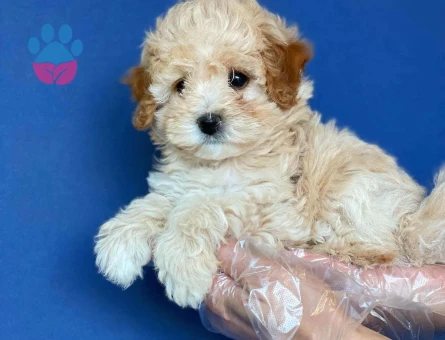 Dişi ve Erkek Maltipoo 2 Aylık Bebekler