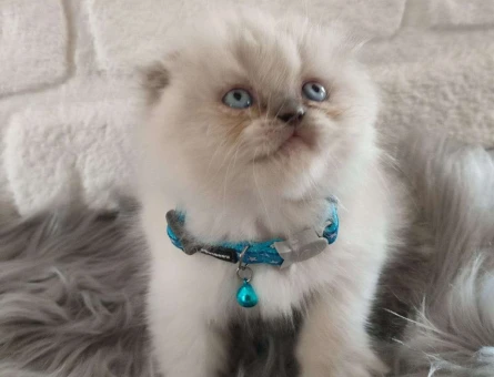 Harika Safkan Point Scottish Fold Yavrularımız