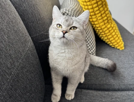 British Shorthair Silver Point 7 Aylık