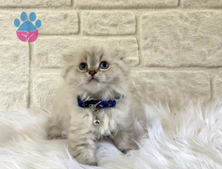 Scotttish Fold Longhair Erkek Yavrumuz