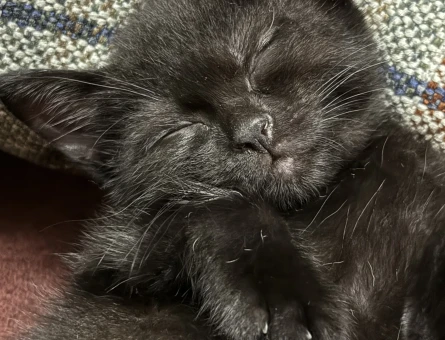 British Shorthair Çok Tatlı Yavrular - 4008