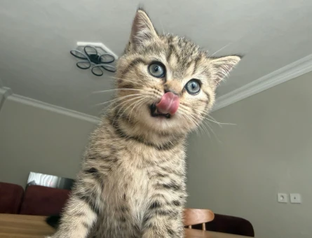 British Shorthair 3 AYlık Çok Tatlı Yavrular