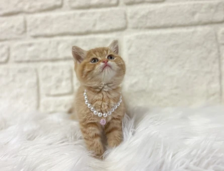 British Shorthair Sarı Papatya Dişi 2 Aylık