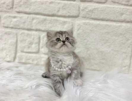 British Shorthair Silver Tabby 2 Aylık