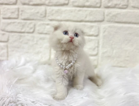 British Longhair Dişi Beyaz Kuğu 2 Aylık