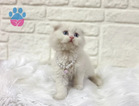 British Longhair Dişi Beyaz Kuğu 2 Aylık