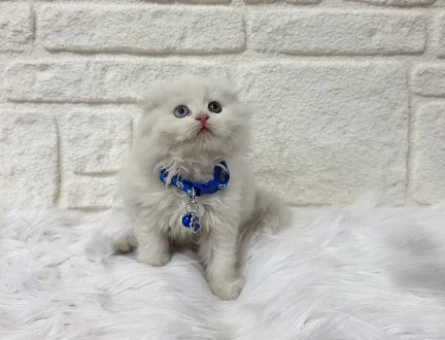 British Longhair Küçük Prens 2 Aylık Oldd Eyes