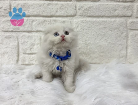 British Longhair Küçük Prens 2 Aylık Oldd Eyes