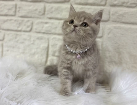British Shorthair Lilac Tabby Dişi 2 Aylık