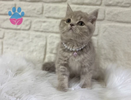 British Shorthair Lilac Tabby Dişi 2 Aylık