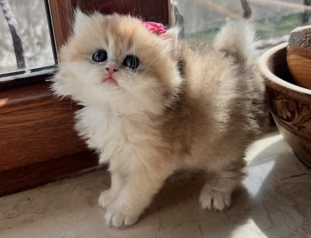 Saf Kan Golden British Longhar Yavrular(Wcf kayıtlı)