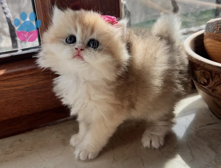 Saf Kan Golden British Longhar Yavrular(Wcf kayıtlı)