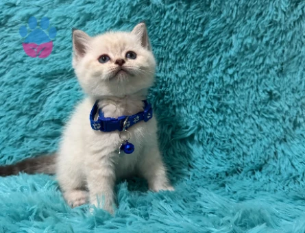 British Shorthair Point Erkek 2 Aylık Mavi Gözlü