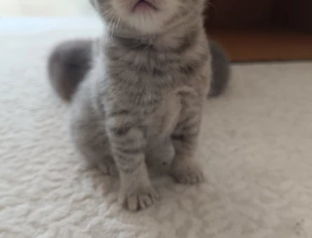 Biritish shorthair sahiplendirme