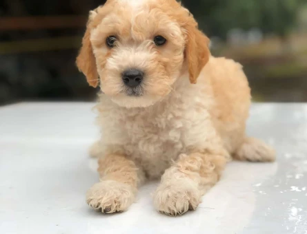 Muhteşem Güzellikte Dişi ve Erkek Maltipoo