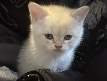 British shorthair yavrular