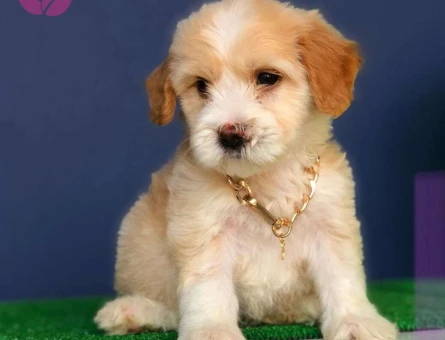 Muhteşem Güzellikte Erkek ve Dişi Maltipoo