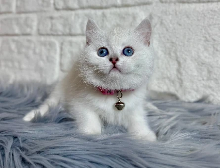 British Shorthair Güzellik 2 Aylık