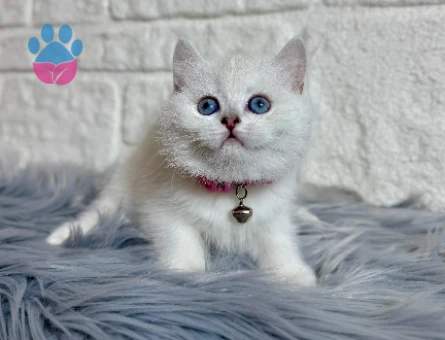British Shorthair Güzellik 2 Aylık