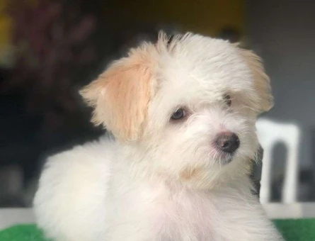 Maltipoo Yavrularımız Mükemmel Güzellik