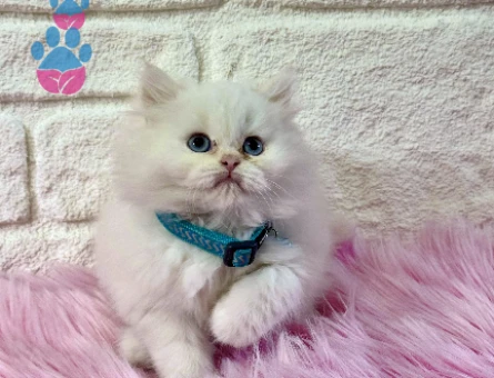 British Longhair Pamuk Kedimiz 2 Aylık