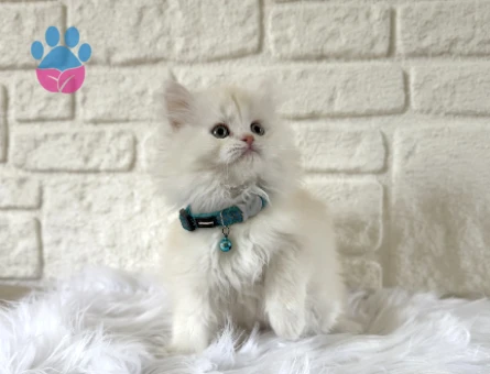 British Longhair 2 Aylık Erkek Güzeli