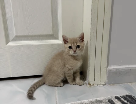 British  Shorthair 2 Aylık Yavrular