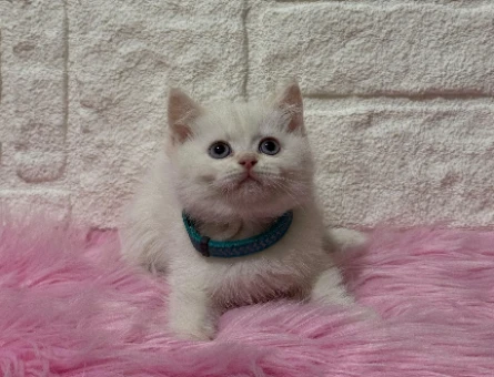British Shorthair Beyaz Erkek 2 Aylık Yavru