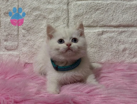 British Shorthair Beyaz Erkek 2 Aylık Yavru