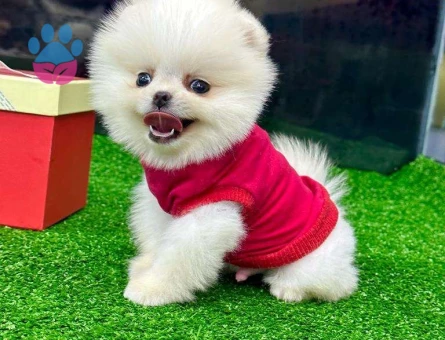 Safkan Pomeranian Boo Anne Sütü Almış Yavrularımız