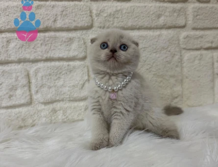 Scottish Fold  Blue Point Erkek 2 Aylık Güzellik
