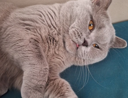 British Shorthair Oğlumuz Baran