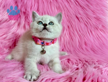 British Shorthaie Blue Point Maviş Kızımız