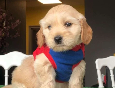 Üst Düzel Kalite Maltipoo Yavrularımız