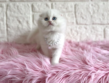 Beyaz Scottish Fold Mavi Gözlü Dişi