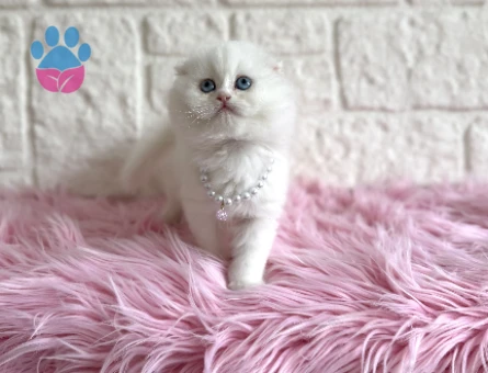 Beyaz Scottish Fold Mavi Gözlü Dişi