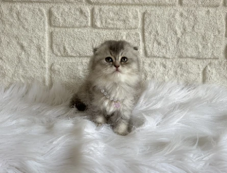 Silver Scottish Fold Nadir Bulunan Renk