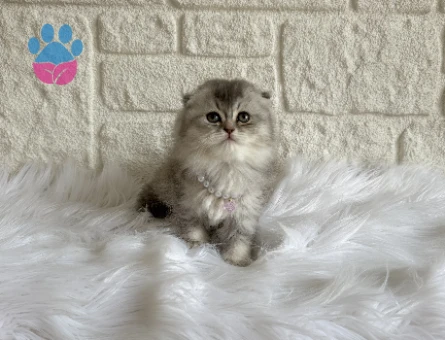 Silver Scottish Fold Nadir Bulunan Renk