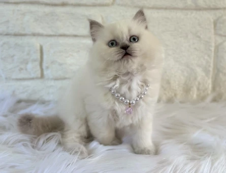 2 Aylık Dişi British Longhair Yavrumuz