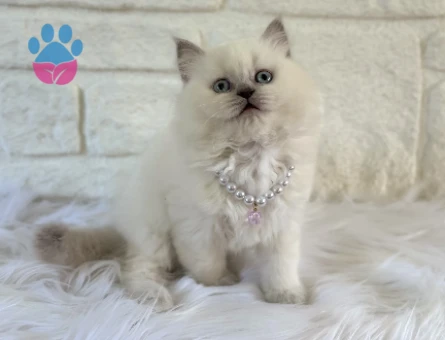 2 Aylık Dişi British Longhair Yavrumuz