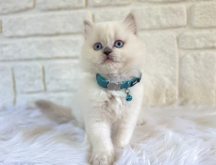 British Longhair Erkek 2 Aylık Blue point